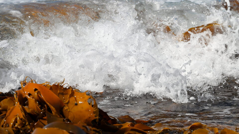 Sea urchins and climate change is devastating ocean kelp