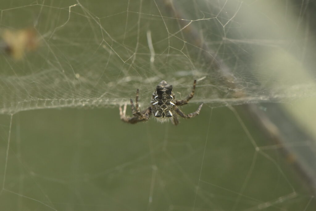 Using spiders as pest control in agriculture