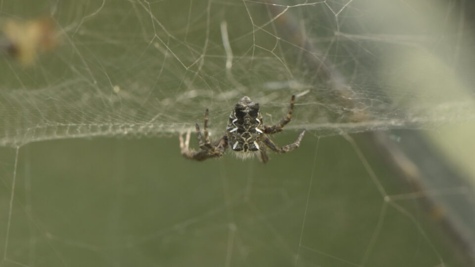 Using spiders as pest control in agriculture