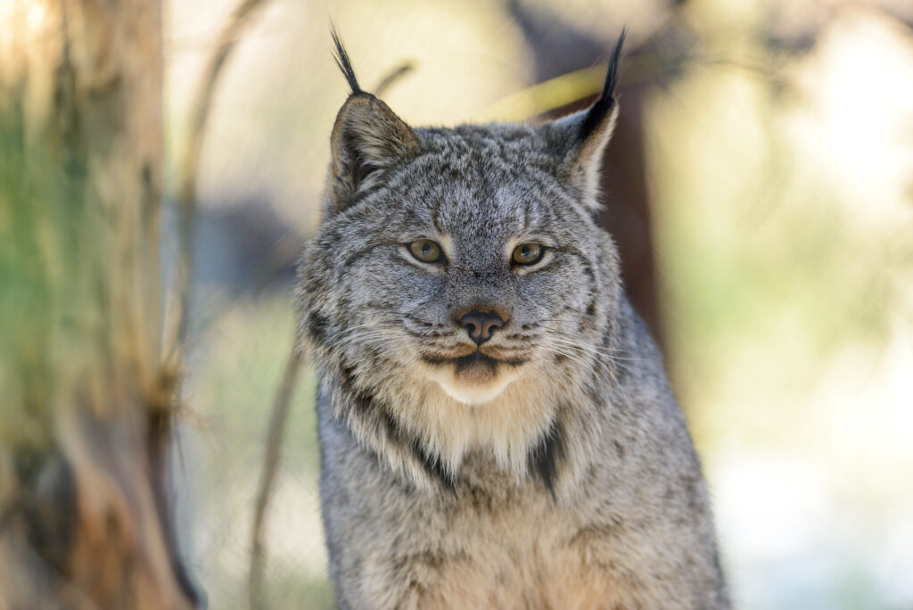 Glacier National Park may be a climate refuge for Canada Lynx