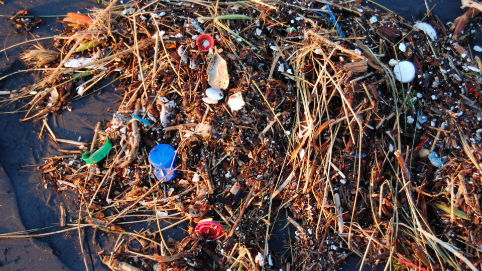 Researchers exploring the use of fungi to break down plastic