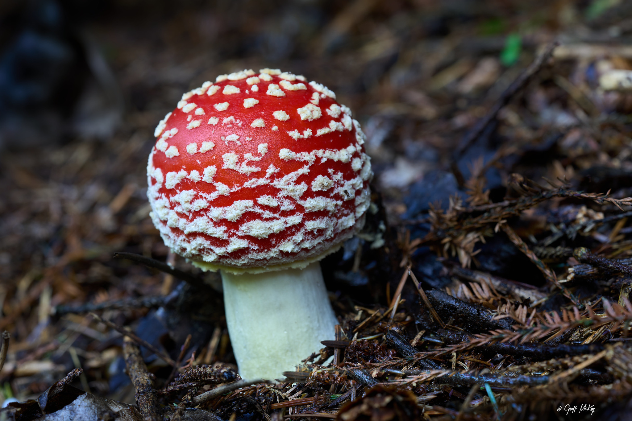 Fungus And Carbon Storage | Earth Wise