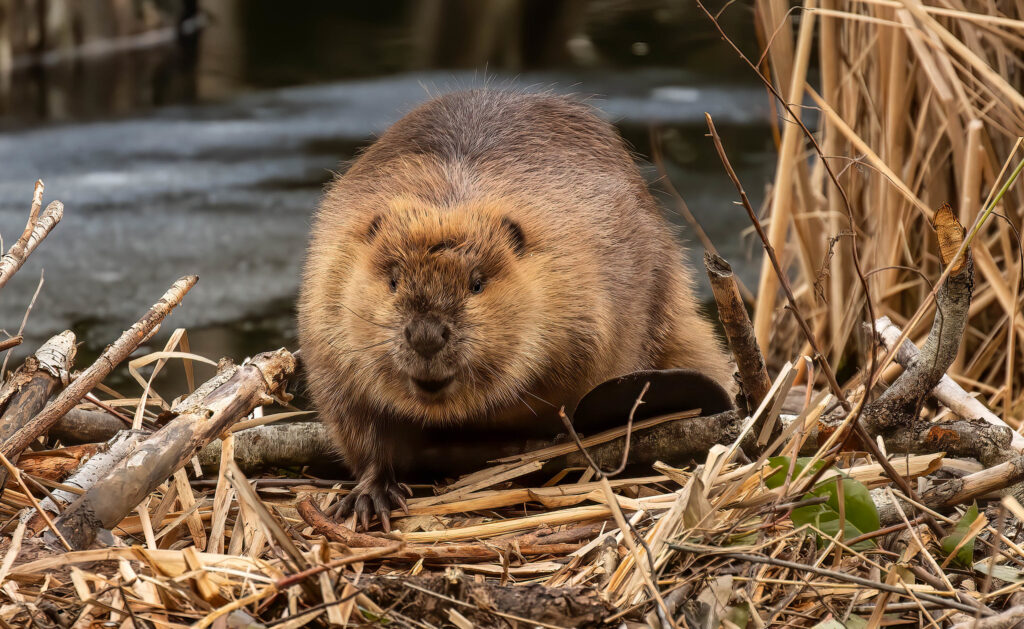 Believing in beavers as ecosystem engineers