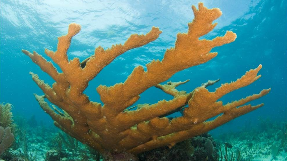 Strategies to save Florida's corals