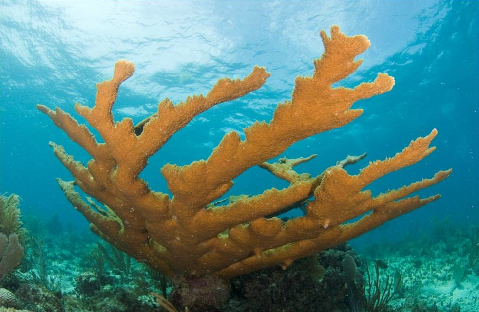 Strategies to save Florida's corals