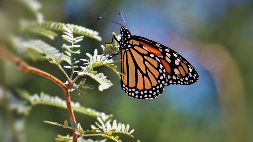 Aphids are negatively impacting monarch butterfly populations