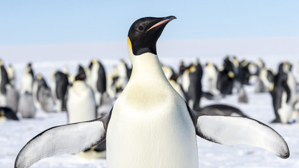 Emperor penguins are in trouble