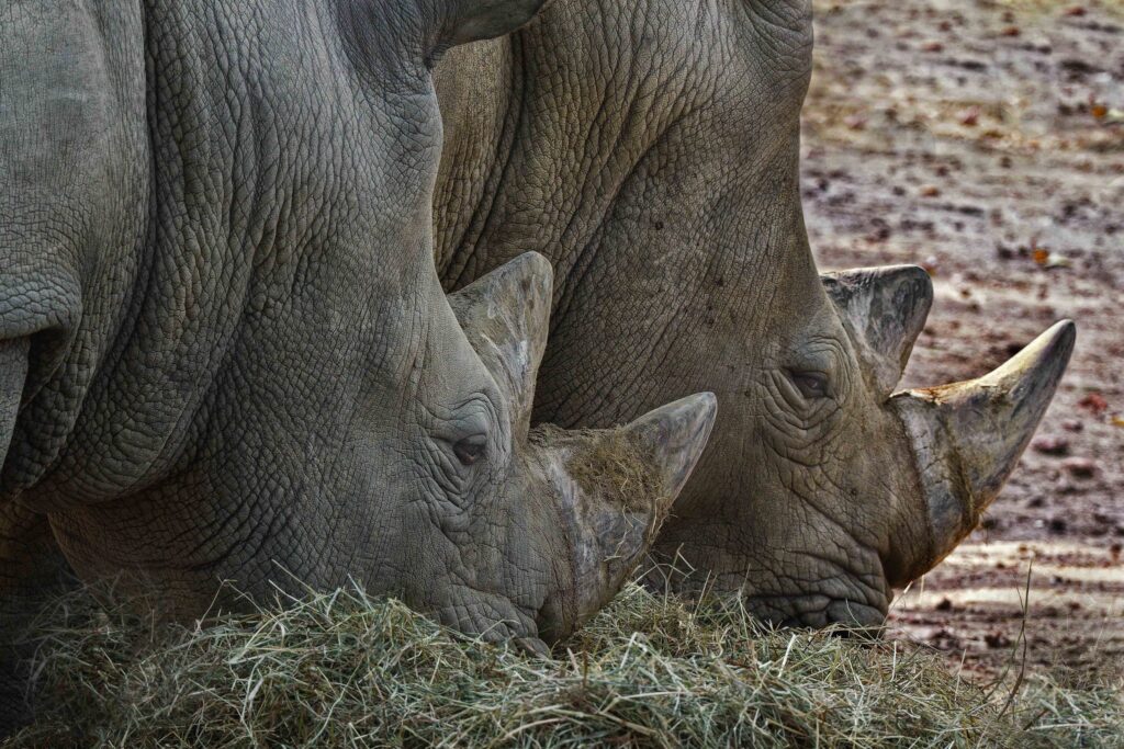 White rhino conservation