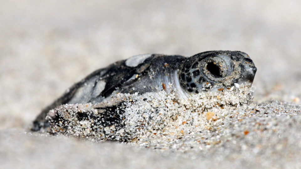 Climate change threatening the future of green sea turtles