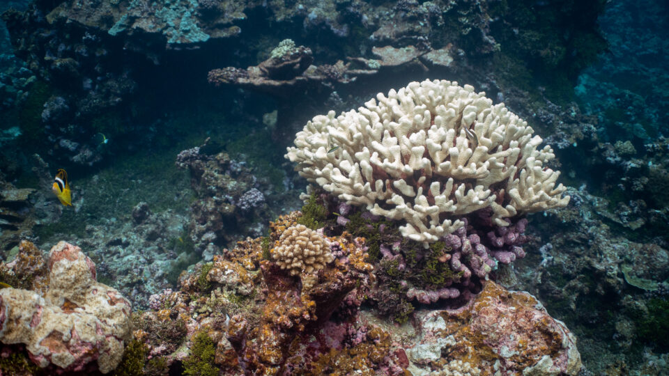 Even deep corals are at risk from warming seas