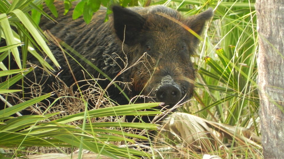 Wild pigs are a big problem