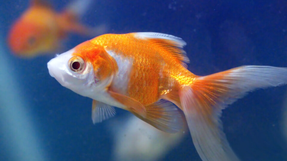 Giant goldfish are an invasive species