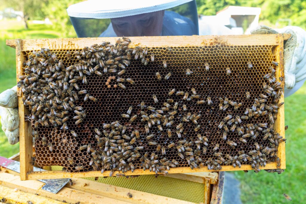 Honey bees are making less honey in the United States