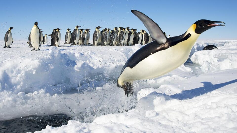 Satellites have discovered new colonies of emperor penguins