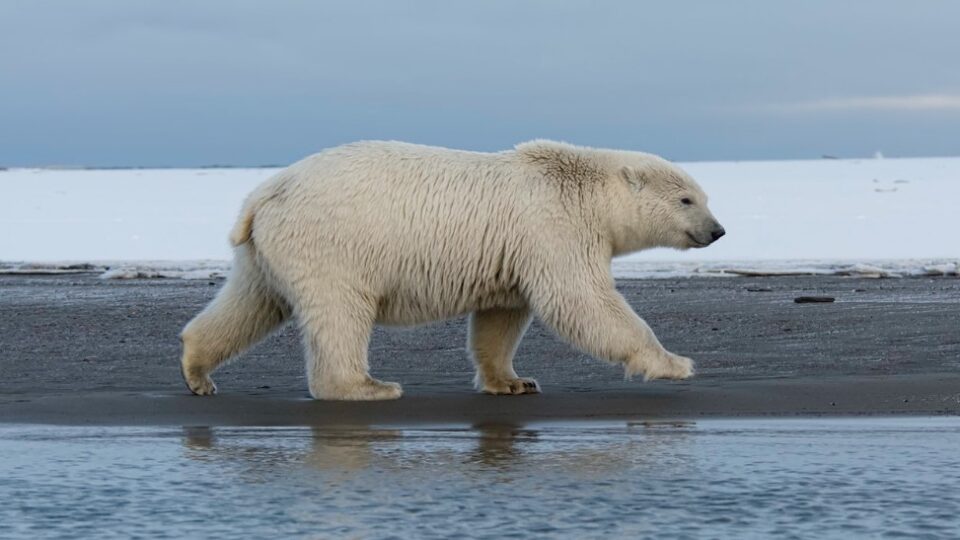 Polar bears struggling as the climate warms