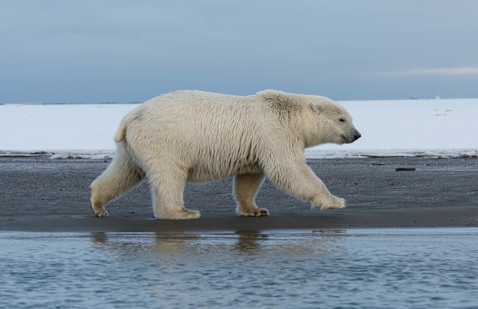 Polar bears struggling as the climate warms
