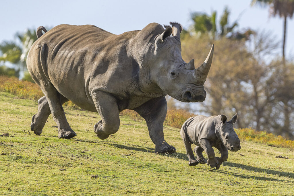 New hope for the northern white rhinos