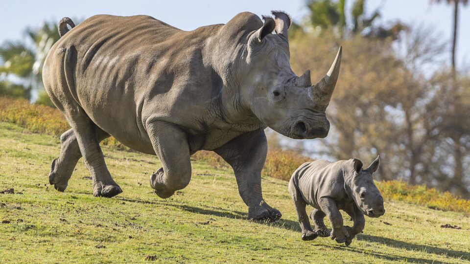 New hope for the northern white rhinos
