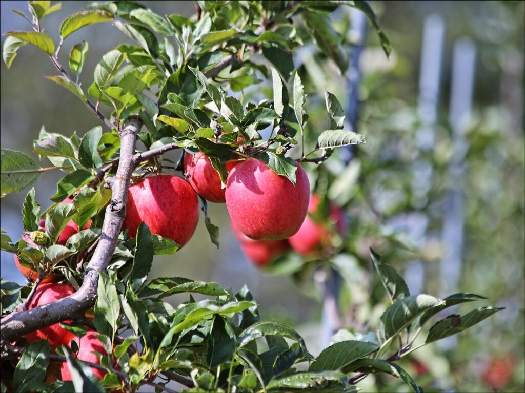 How best to protect apple orchards as weather changes
