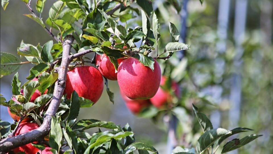 How best to protect apple orchards as weather changes