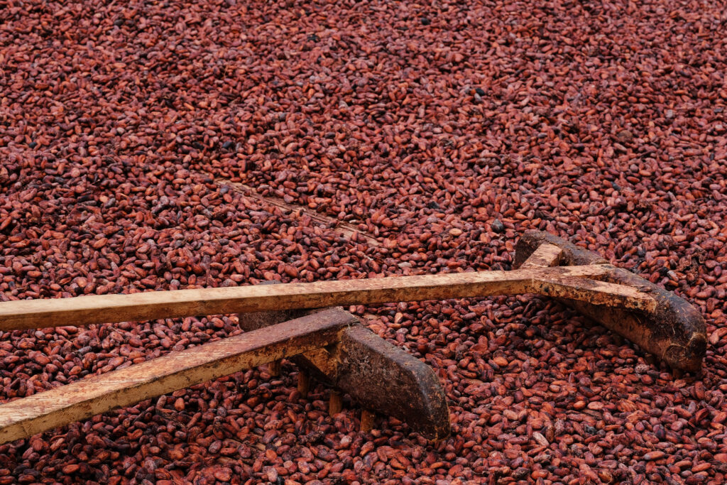 The global supply of chocolate is threatened