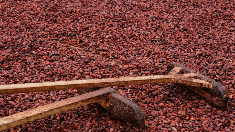 The global supply of chocolate is threatened