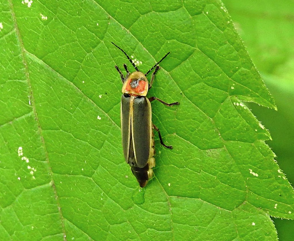 Fireflies are in decline in North America