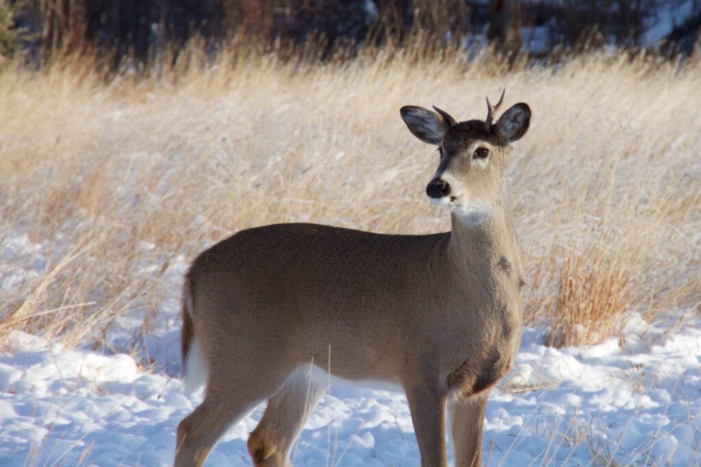 White-tailed deer expansion bad news for caribou