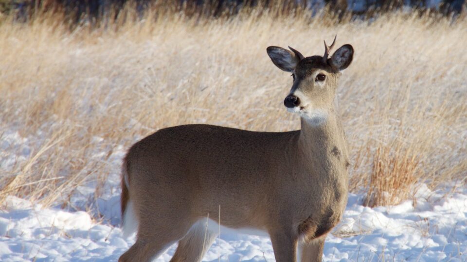 White-tailed deer expansion bad news for caribou