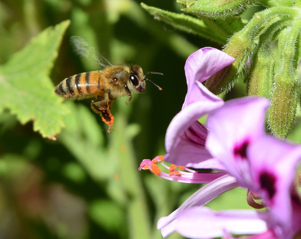 Declining pollinator populations in North America