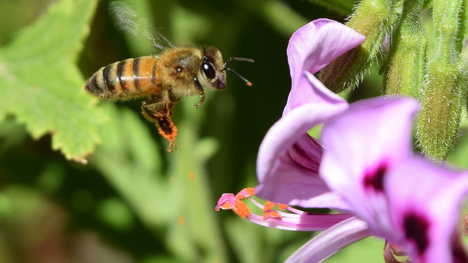 Declining pollinator populations in North America