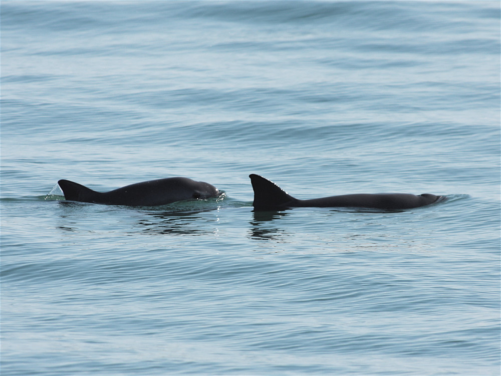 How to protect the most endangered marine mammal