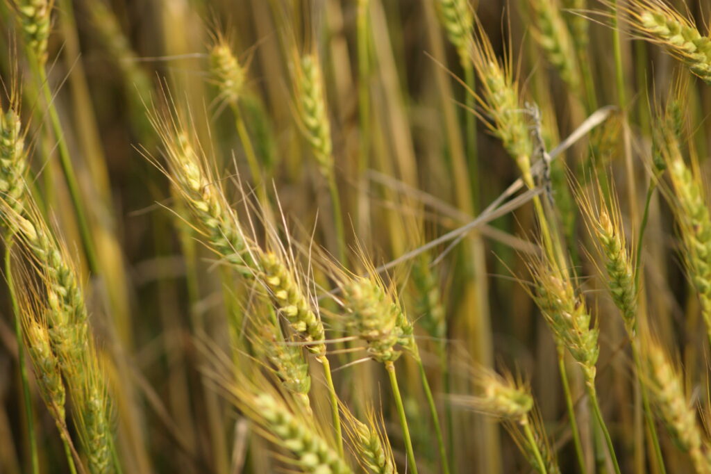 Making biodegradable plastic from barley