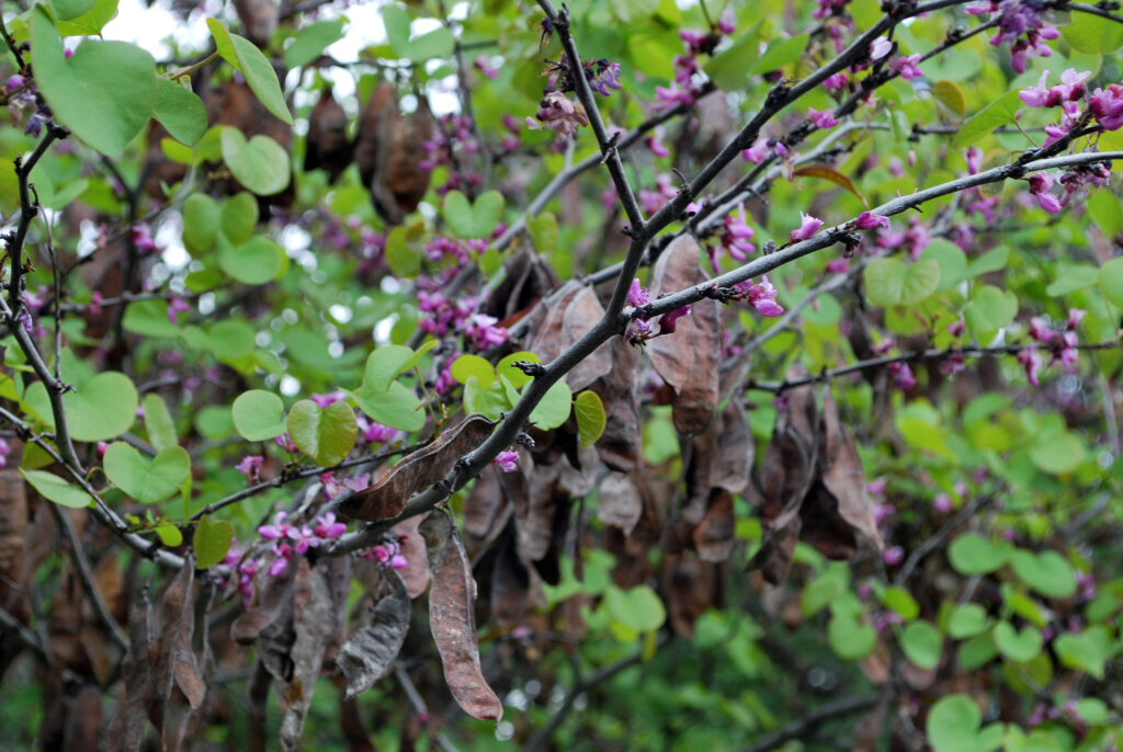 Climate change threatens native plants and animals