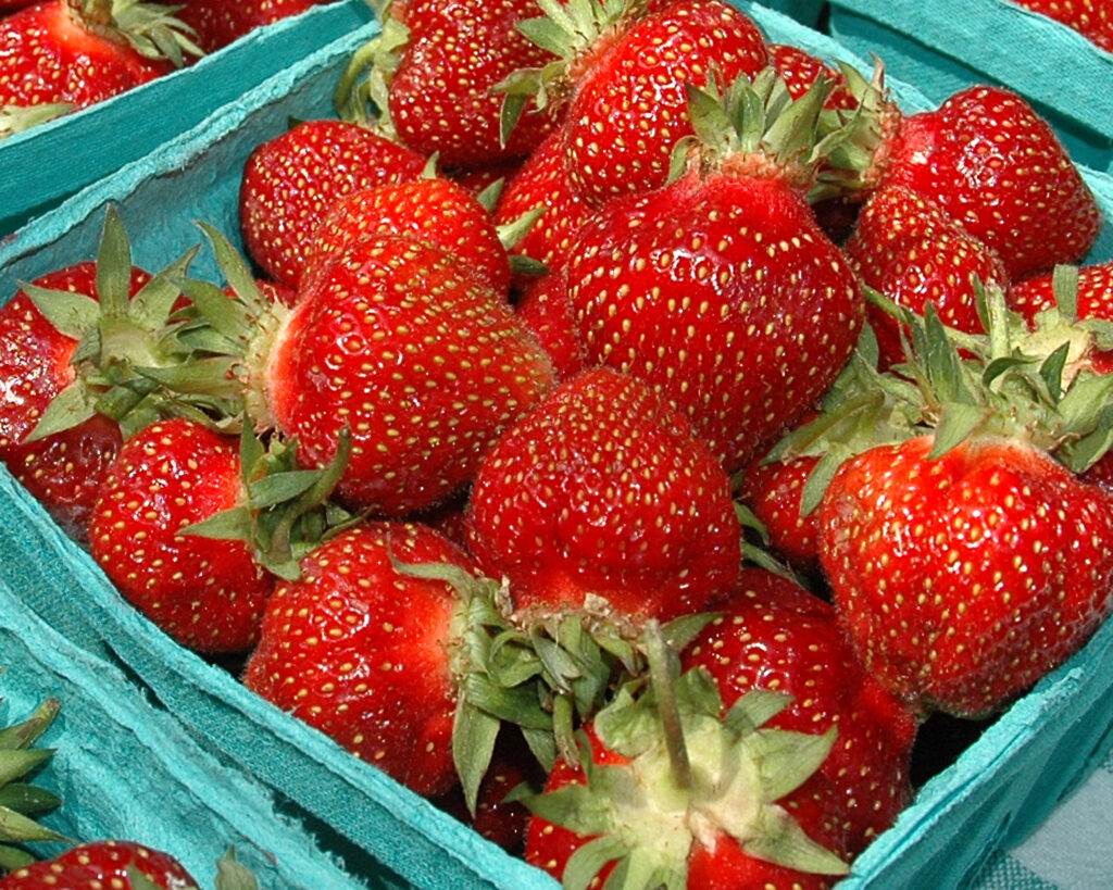 The changing climate threatens the future of strawberries