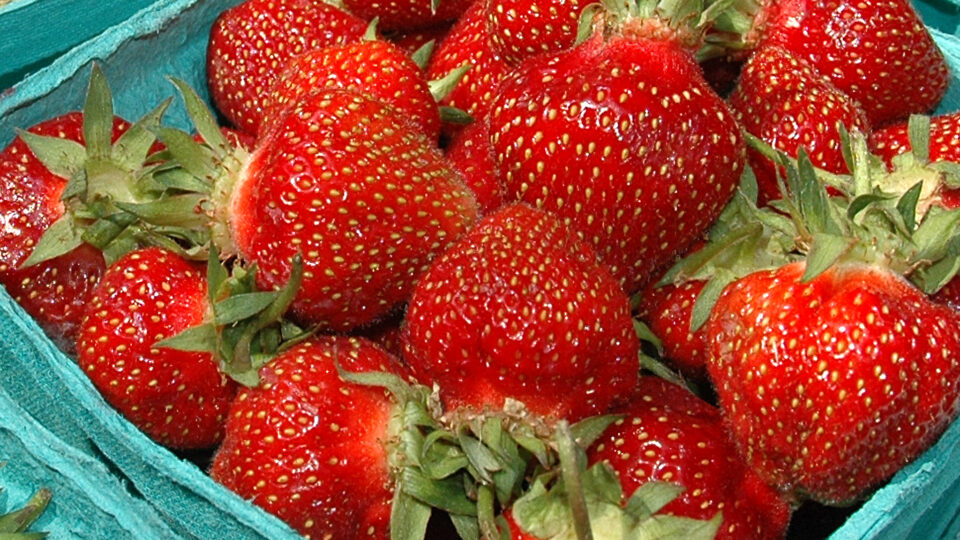 The changing climate threatens the future of strawberries