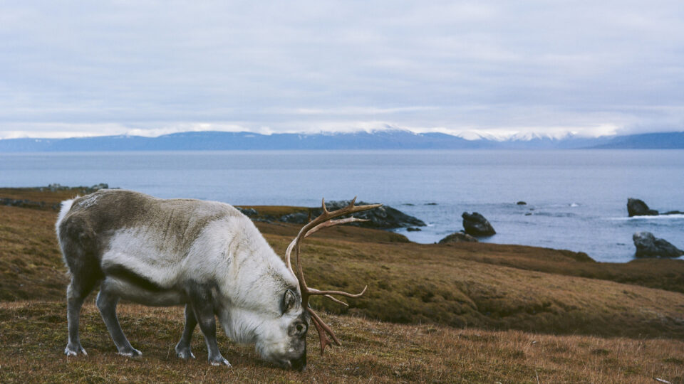 Svalbard is melting