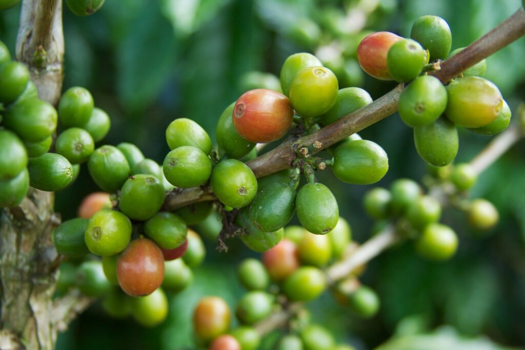 Growing climate-smart coffee