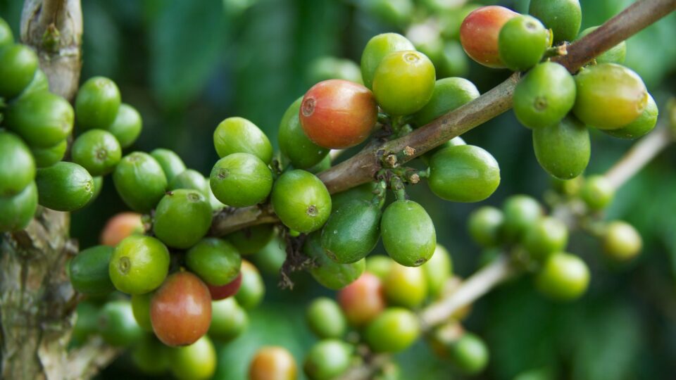 Growing climate-smart coffee