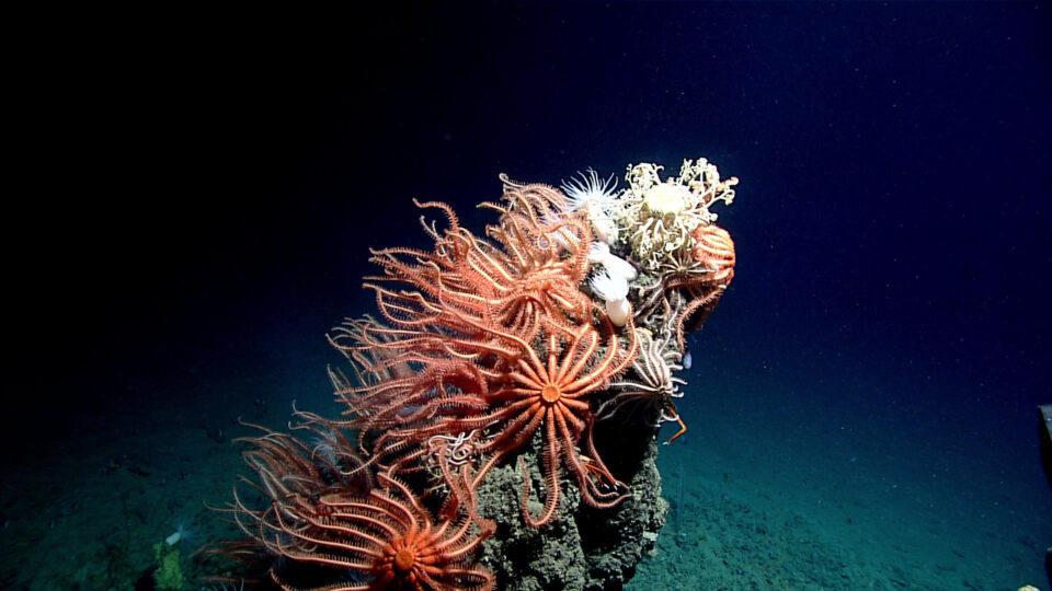 Deep sea mining is a threat to the environment