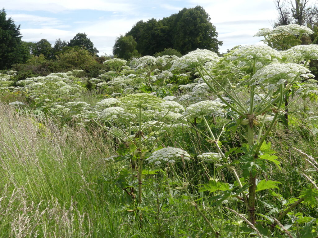 Giant hogweed is a dangerous invasive species