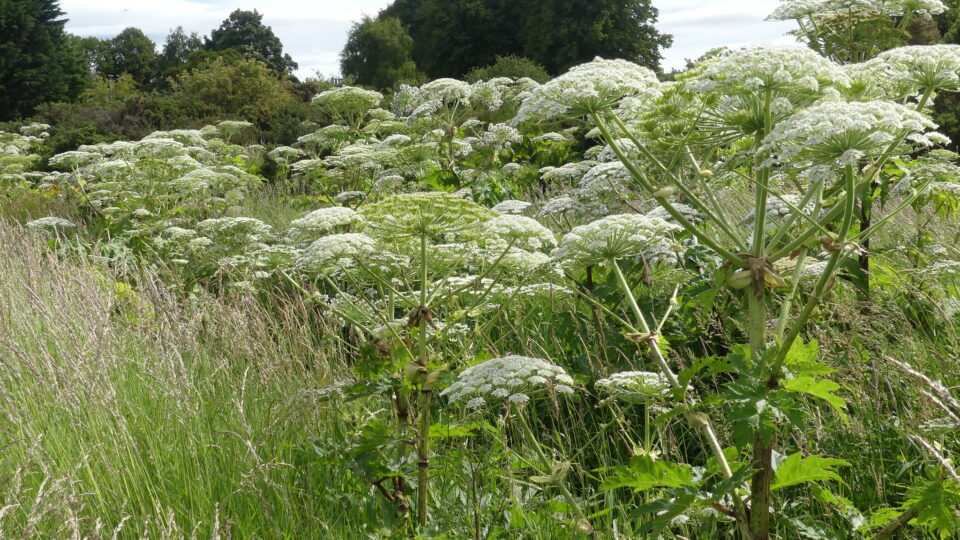 Giant hogweed is a dangerous invasive species