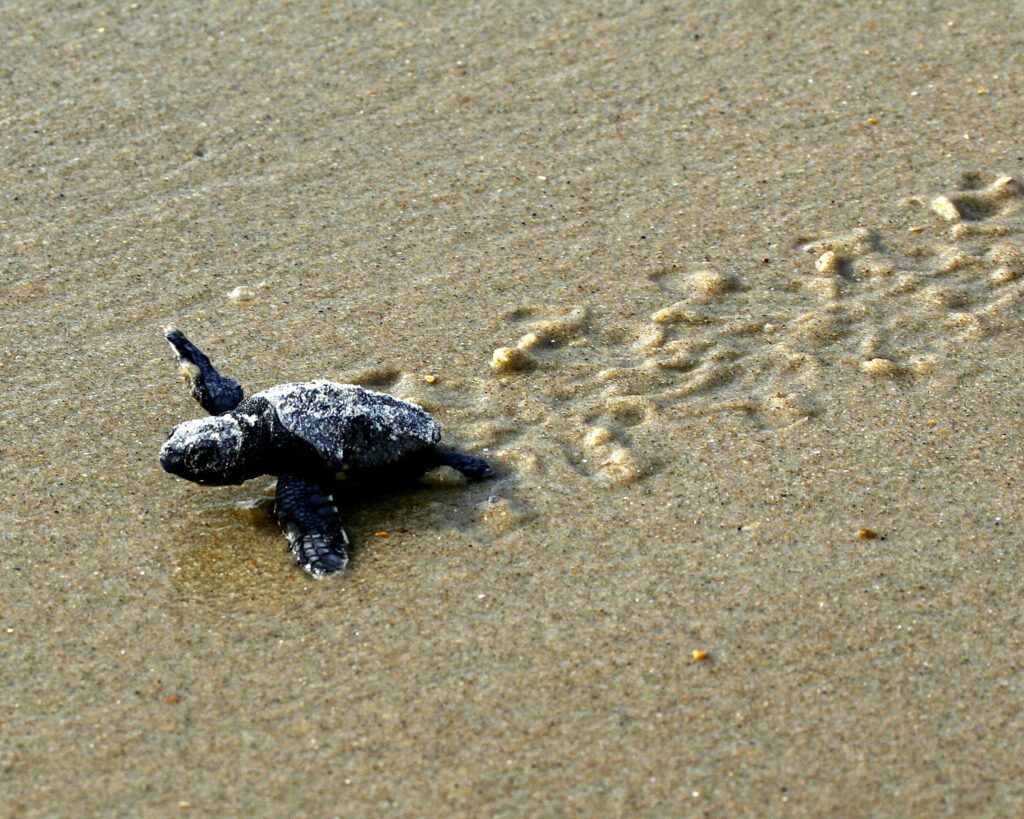 Rainfall has a major impact on sea turtles