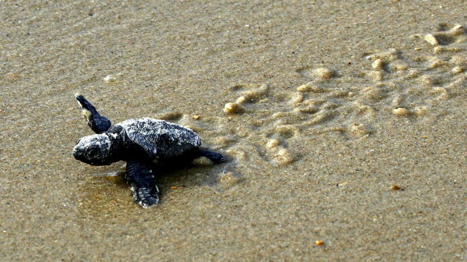 Rainfall has a major impact on sea turtles