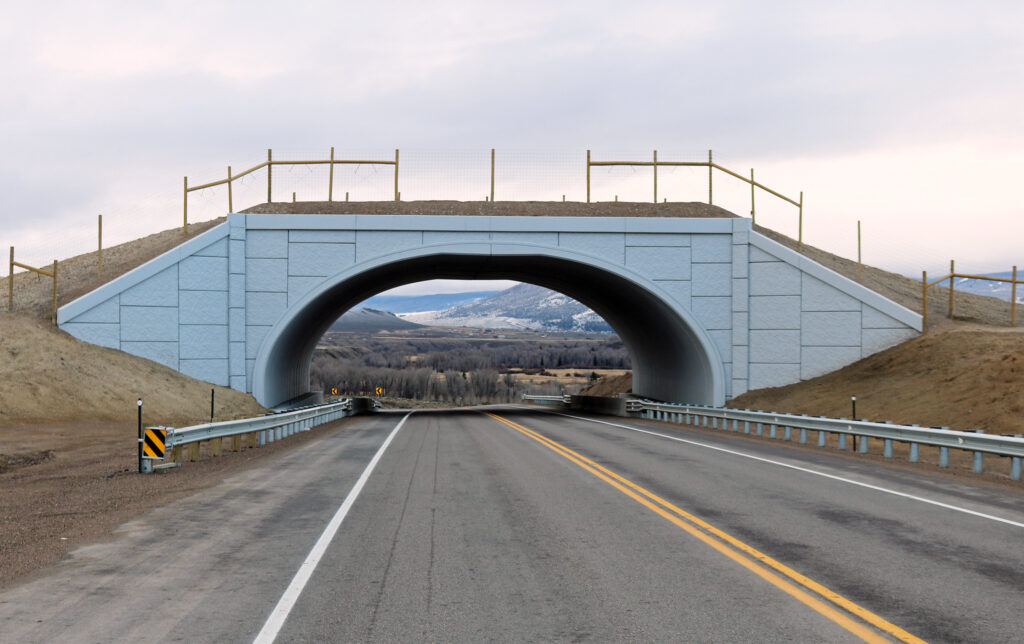 Building more wildlife crossings to reduce collisions between cars and animals