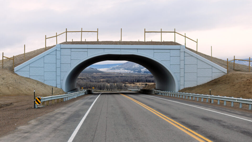 Building more wildlife crossings to reduce collisions between cars and animals