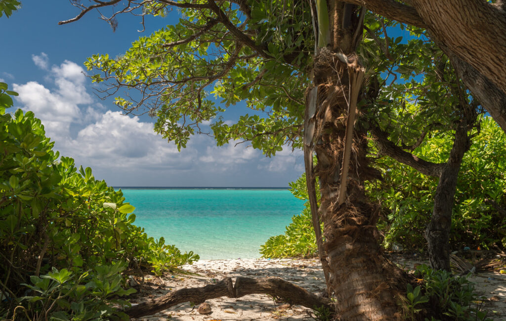 Mangrove forests are drowning in the Maldives