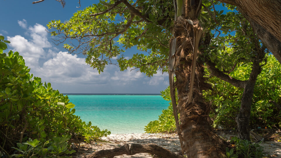 Mangrove forests are drowning in the Maldives