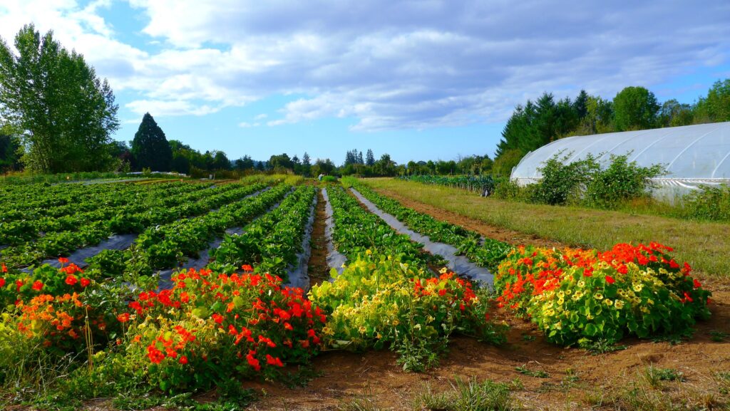 Researchers developing new method to reduce nutrient pollution from farms