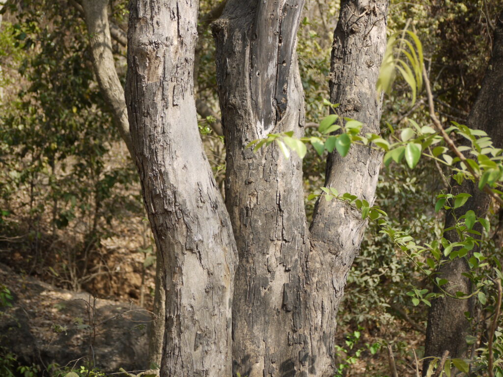 Poaching trees and illegal logging represent a massive part of wildlife trafficking globally.